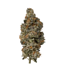 Sub Zero Exotic Cannabis kaufen