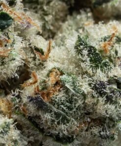 Cap Junky kaufen - Exotisches Hybrid-Cannabis