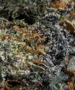 Sherbet kaufen - Exotische Indica Blüten mit 19.7% THC